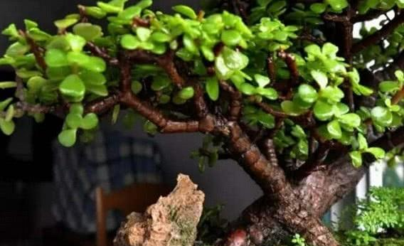 金枝玉叶的修剪与造型方法，让自己家盆栽有特色，造型好看_百科TA说