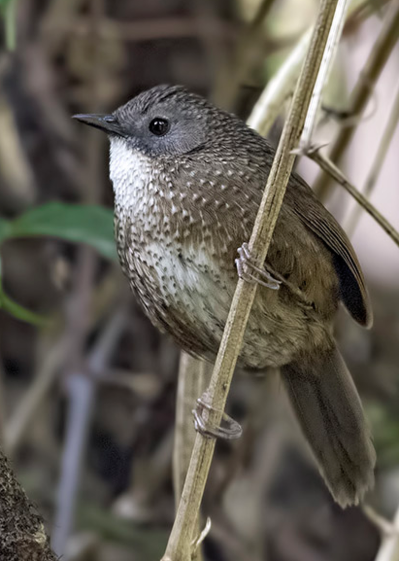  p>长尾鹩鹛(学名: i>spelaeornis chocolatinus /i>)是画眉科,鹩鹛属