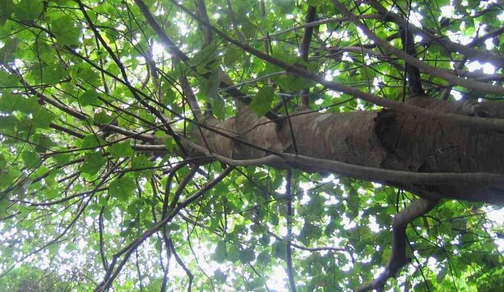 米老排广西049家系