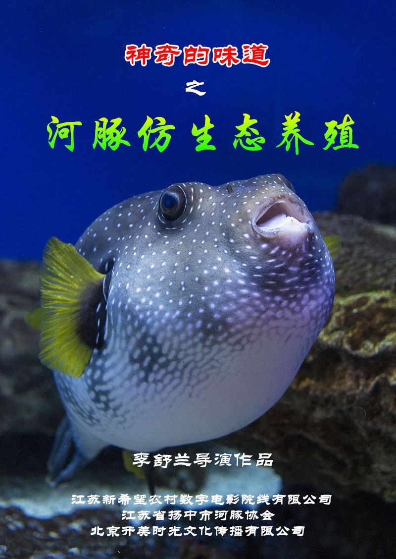 神奇的味道之河豚仿生态养殖