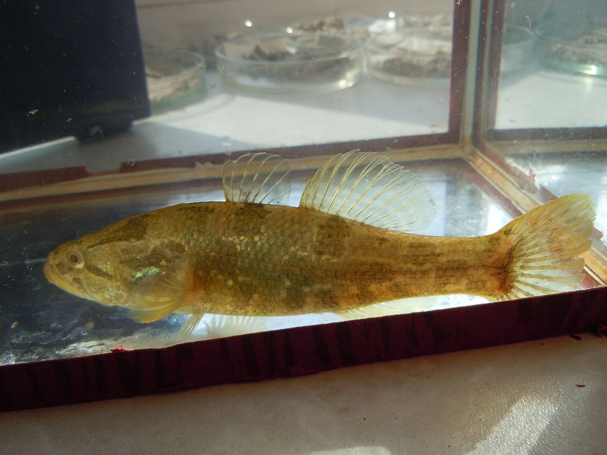  p>葛氏鲈塘鳢(学名: i>perccottus glenii /i>)是沙塘鳢科,鲈塘鳢属