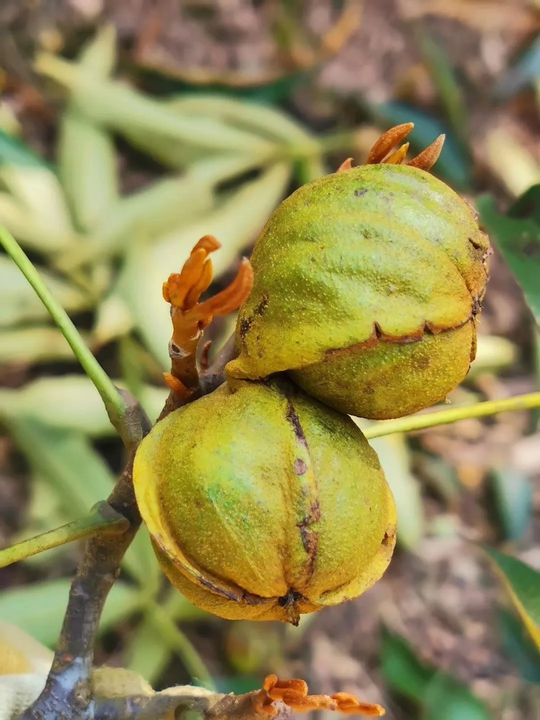  p data-id="tzvmldydxxok">山核桃( i>carya cathayensis /i> sarg.