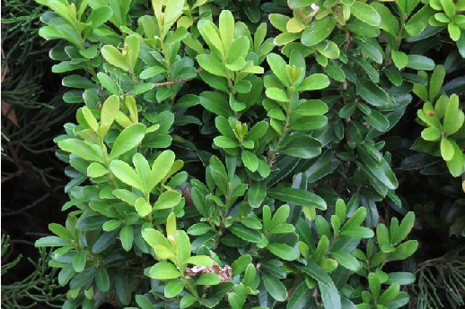  p>连珠山匙叶是一种匙叶属植物. /p>