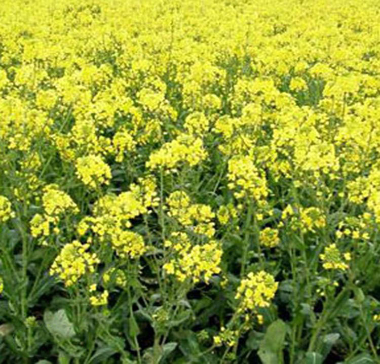  p>芥菜型春 a target="_blank" href="/item/油菜/19260411" data