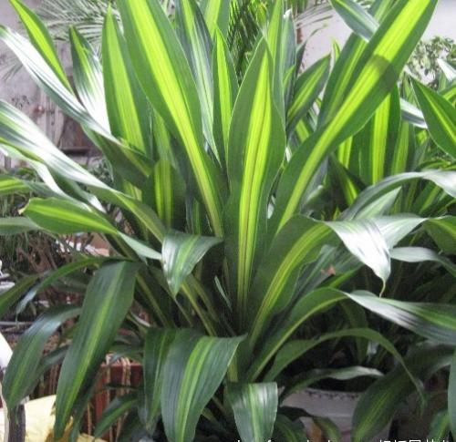  p data-id="txtcfwmfbxyi">香龙血树( i>dracaenafragrans /i>(l.