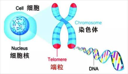 端粒（稳定染色体末端的结构）_百度百科