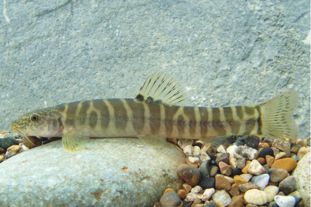  p>鼓颊南鳅是鳅科南鳅属动物. /p>