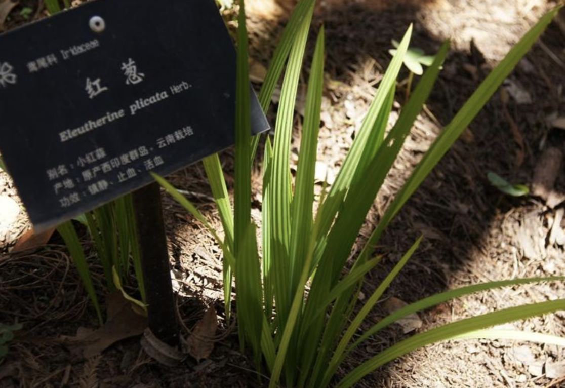  /i>)是鸢尾科,红葱属植物多年生 a target="_blank" href="/item