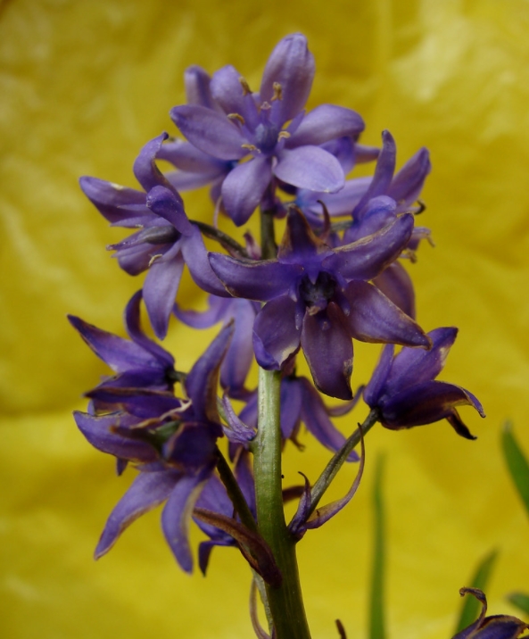 hyacinthoides non-scripta subsp. hispanica