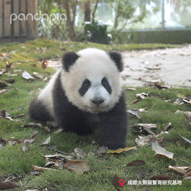  p data-id="tbb1xck6bigz">金宝,又名康尼,雄性大熊猫,2019年8月9日