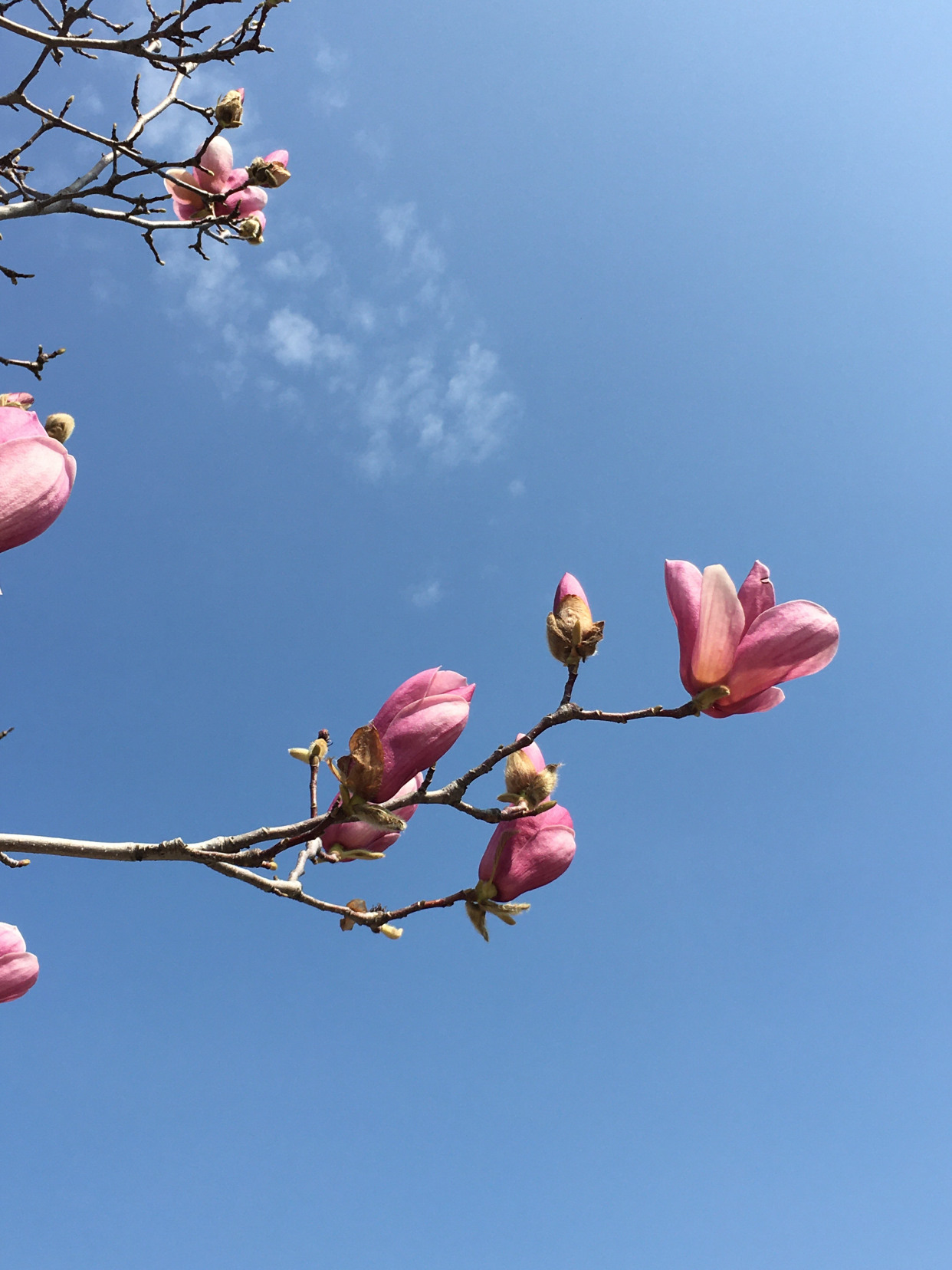 望春吉祥见花如意 百科ta说