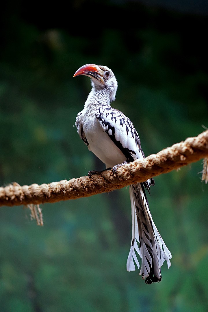  p>犀鸟( i>anthracoceros albirostris /i>)是一种奇特而珍贵的大型