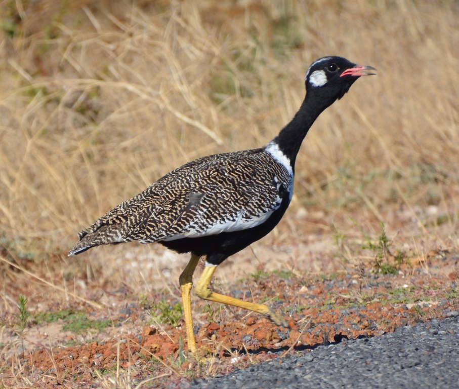  p>黑鸨(学名: i>afrotis afra /i>):是鸨科,非洲鸨属鸟类.