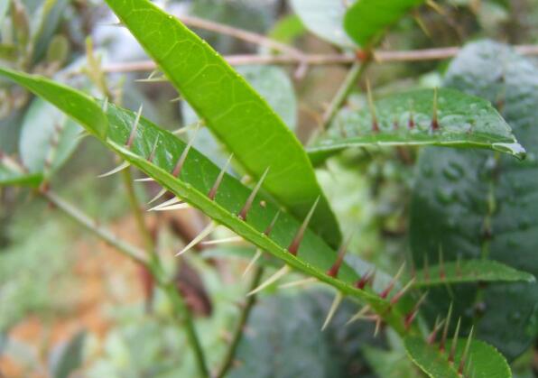  p data-id="gnwvt9twt3">两面针( i>zanthoxylumnitidum /i>(roxb.