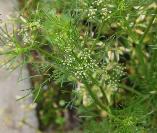  p>细叶旱芹(学名: i>apium leptophyllum  /i> (pers.) f. muell.