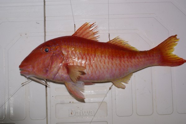  p>红带海绯鲤,学名: i>parupeneus chrysopleuron /i> (temminck et