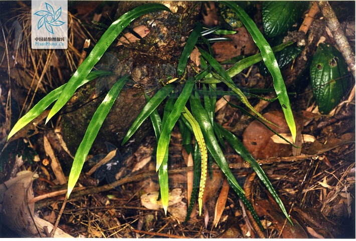  p>长叶瓦韦(学名:lepisorus longus)为附生蕨类.植株高约45厘米.