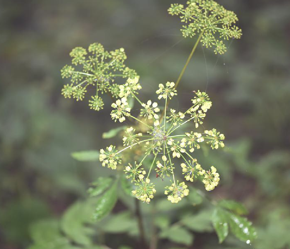 boissieu)是伞形科羌活属植物.