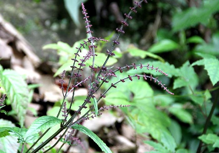 salvia chinensis benth.