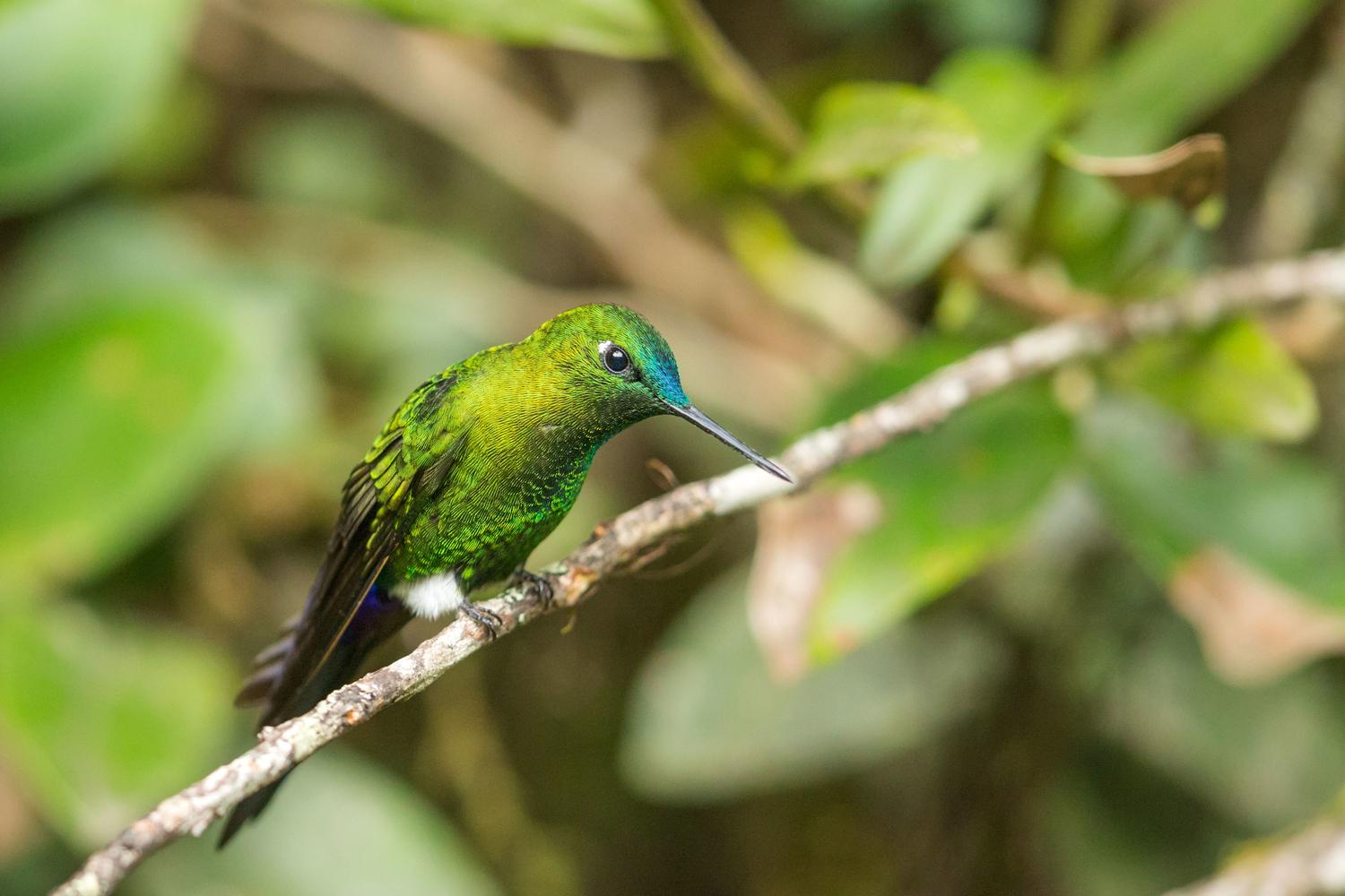  p>淡绿蓬腿蜂鸟是蜂鸟的一种,主要分布于南美洲. /p>