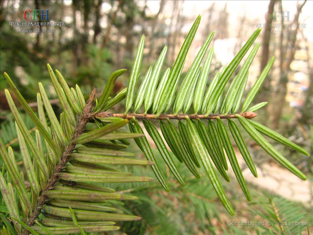  p>云杉属(拉丁文: i>picea /i>)是 a target="_blank" href="/item