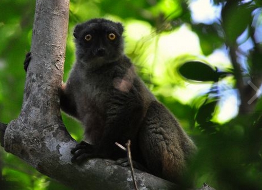  p>桑氏美狐猴(学名: i>eulemur sanfordi /i>):是一种中等体型的 a