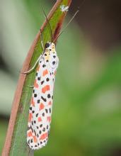 拟三色星灯蛾指名亚种