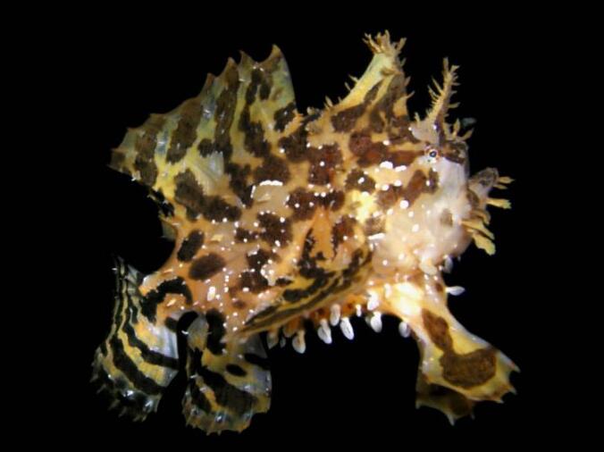  p>裸躄鱼(学名: i>histrio histrio /i>)是躄鱼科,裸躄鱼属的一种