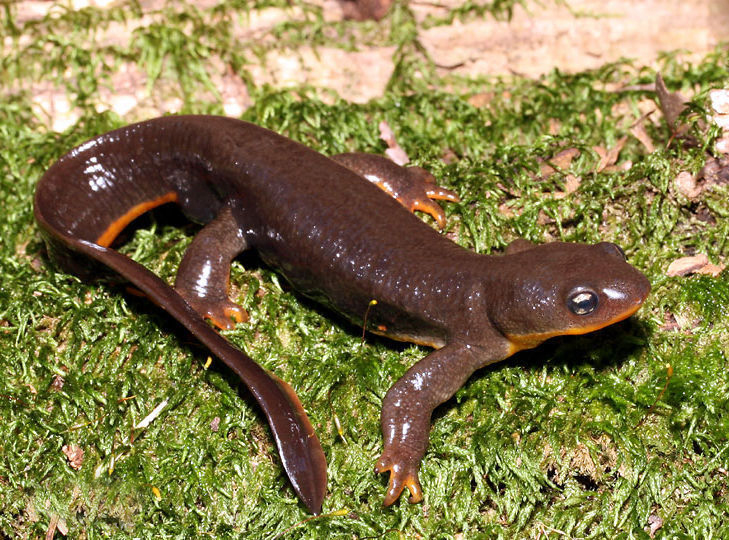  p>大蝾螈(学名:andrias davidianus),又名火 a>蜥蜴, /a>全长12-15