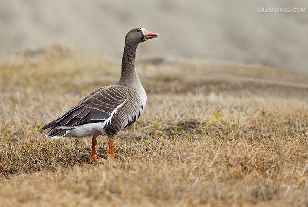 greater white-fronted goose