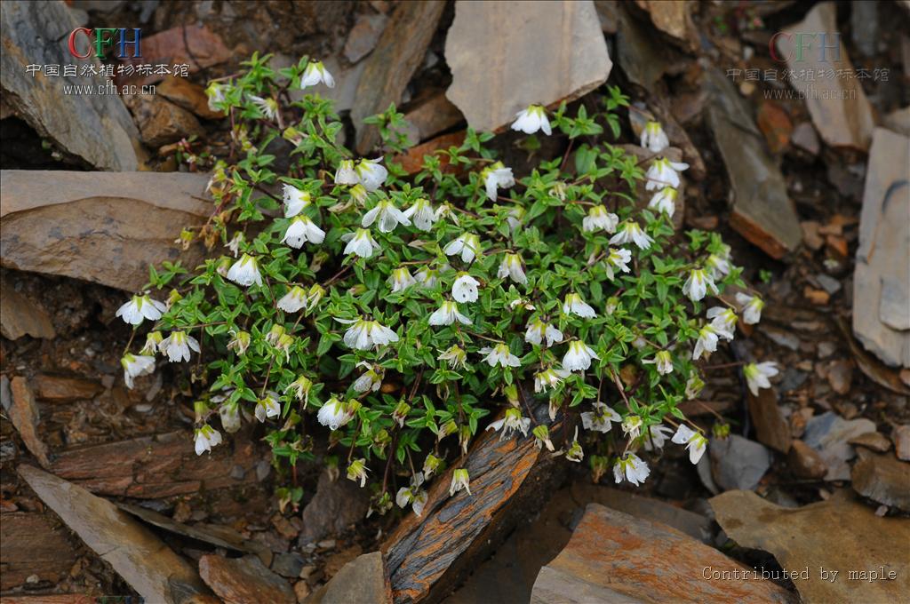  p>髯毛无心菜(学名:arenaria barbata)是 a href="#">中央种子目 /a>