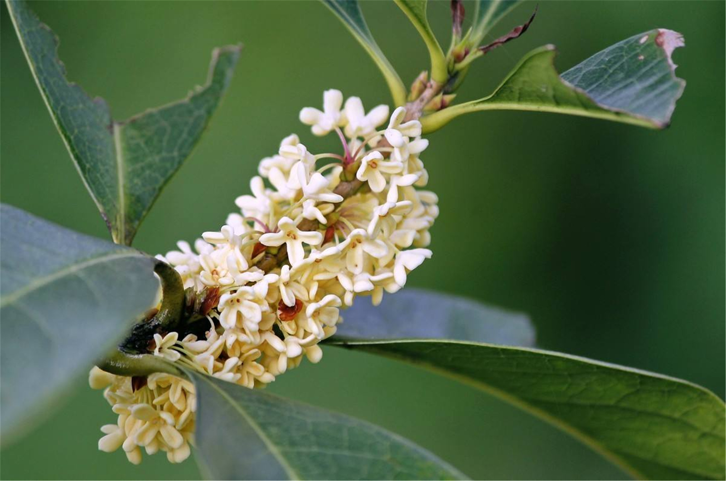 osmanthus fragrans liuye yingui