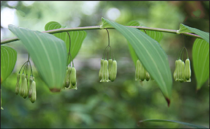  p>多花黄精(学名: i>polygonatum cyrtonema  /i>hua)是百合科黄精属