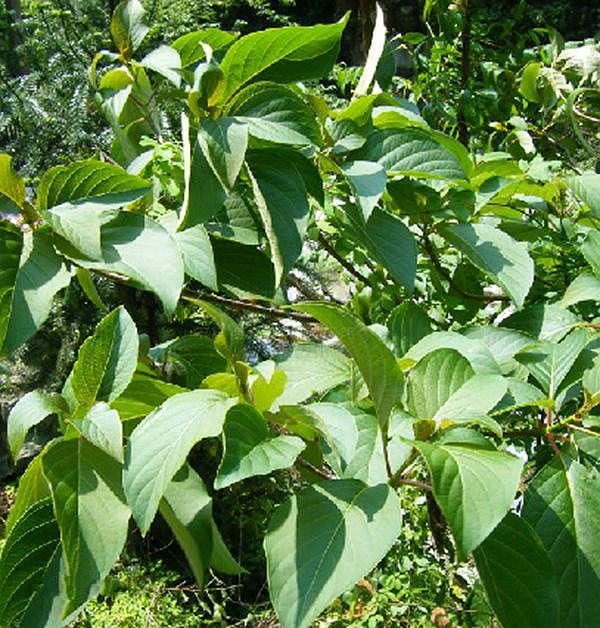 为茜草科香果树属的落叶大乔木.