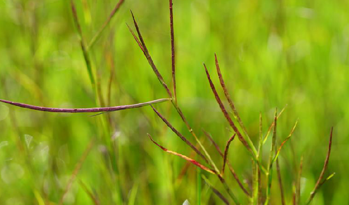  p>扁穗牛鞭草(学名: i>hemarthria compressa /i> (l. f.) r.br.