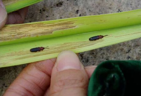  p>椰心叶甲(学名: i>brontispa longissima /i>)是金龟子科,叶甲虫属