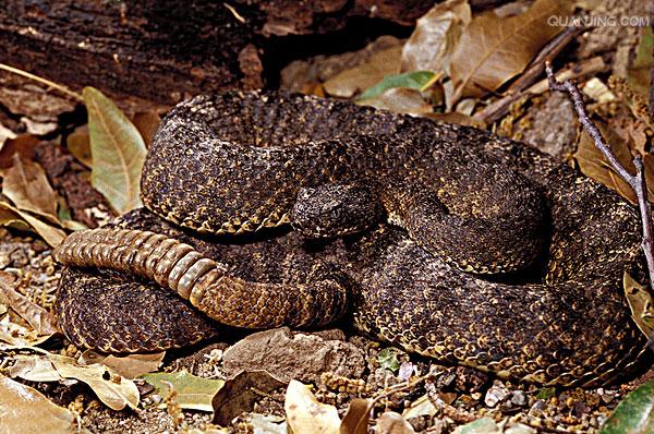  p>虎斑响尾蛇是一种产于美国西南部和墨西哥西北部的毒蛇,属于管牙类