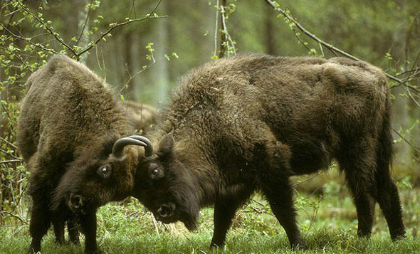 欧洲野牛(aurochs)