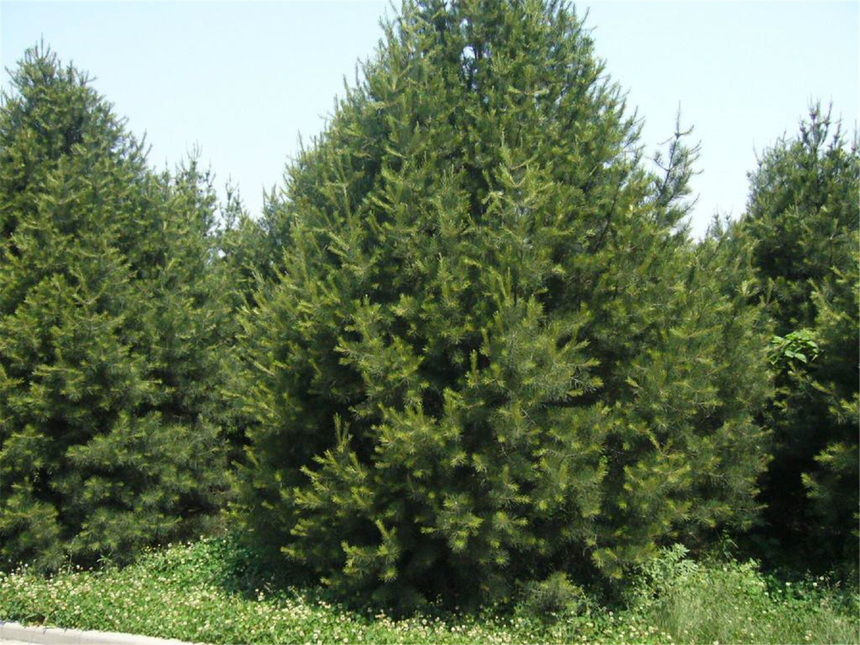 pinus bungeana zucc. ex endl.