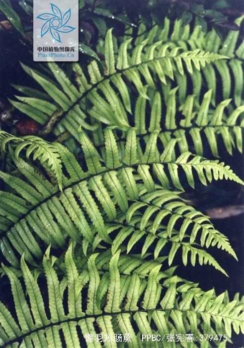  p>镰羽短肠蕨( a target="_blank" href="/item/学名/8074290" data