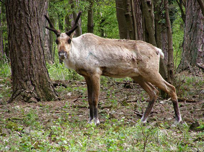 migratory woodland caribou