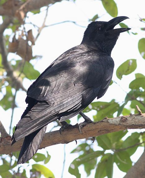  p>大嘴乌鸦东北亚种(学名: i>corvus macrorhynchos mandshuricus /i