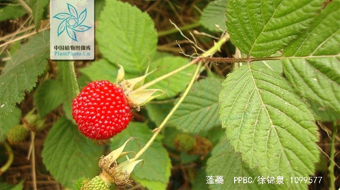 是蔷薇科,悬钩子属灌木.