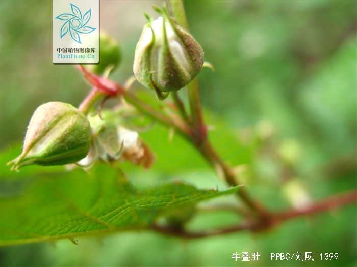 rubus crataegifolius