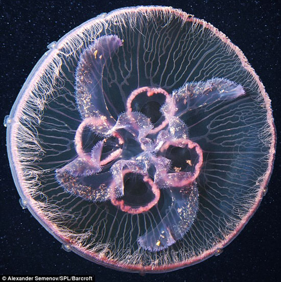  p>水母(英文名称:jelly fish):是水生环境中重要的 a target="_blank