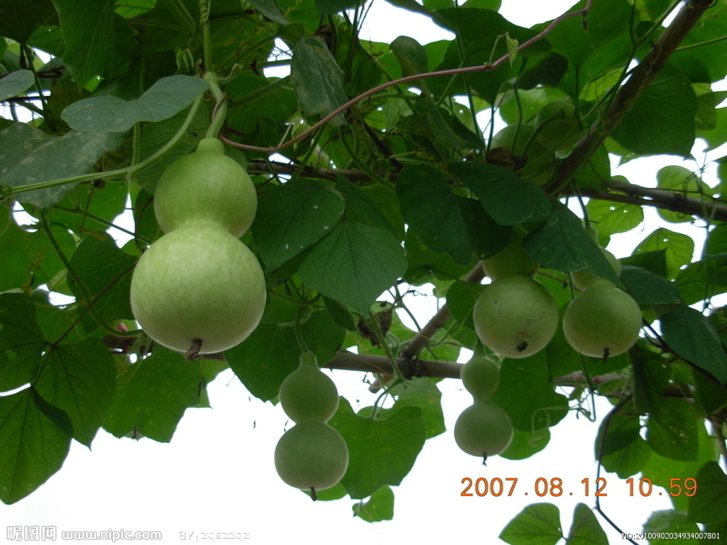 "1904584">葫芦科 /a>, a target="_blank" href="/item/葫芦属/33250