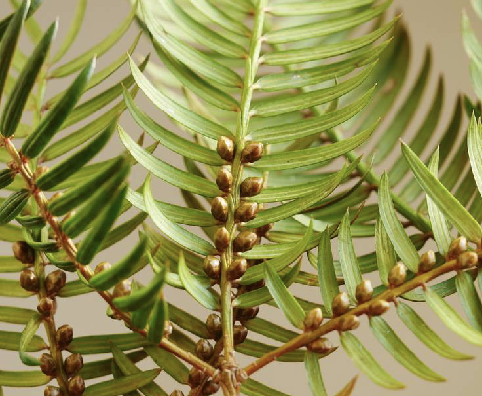 kang)是红豆杉科榧树属植物,乔木,高达20米,胸径达1米,树皮淡褐色或