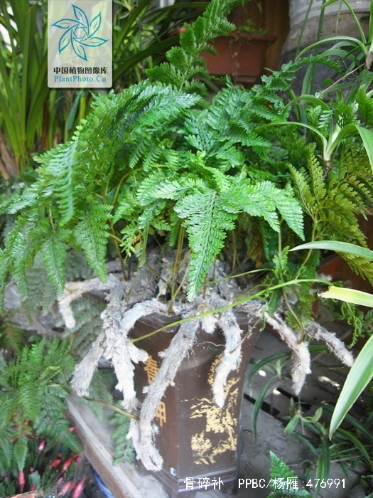  p>骨碎补(学名: i>davallia mariesii /i> moore ex bak.