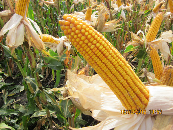  p>龙单59是吉林省2012年审定的普通玉米品种,适于吉林省延边玉米早熟