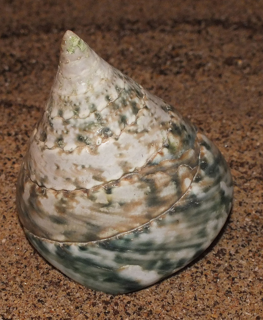  p>塔形扭柱螺(tectus pyramis)是 a target="_blank" href="/item